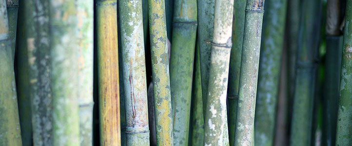 Bambú material sostenible