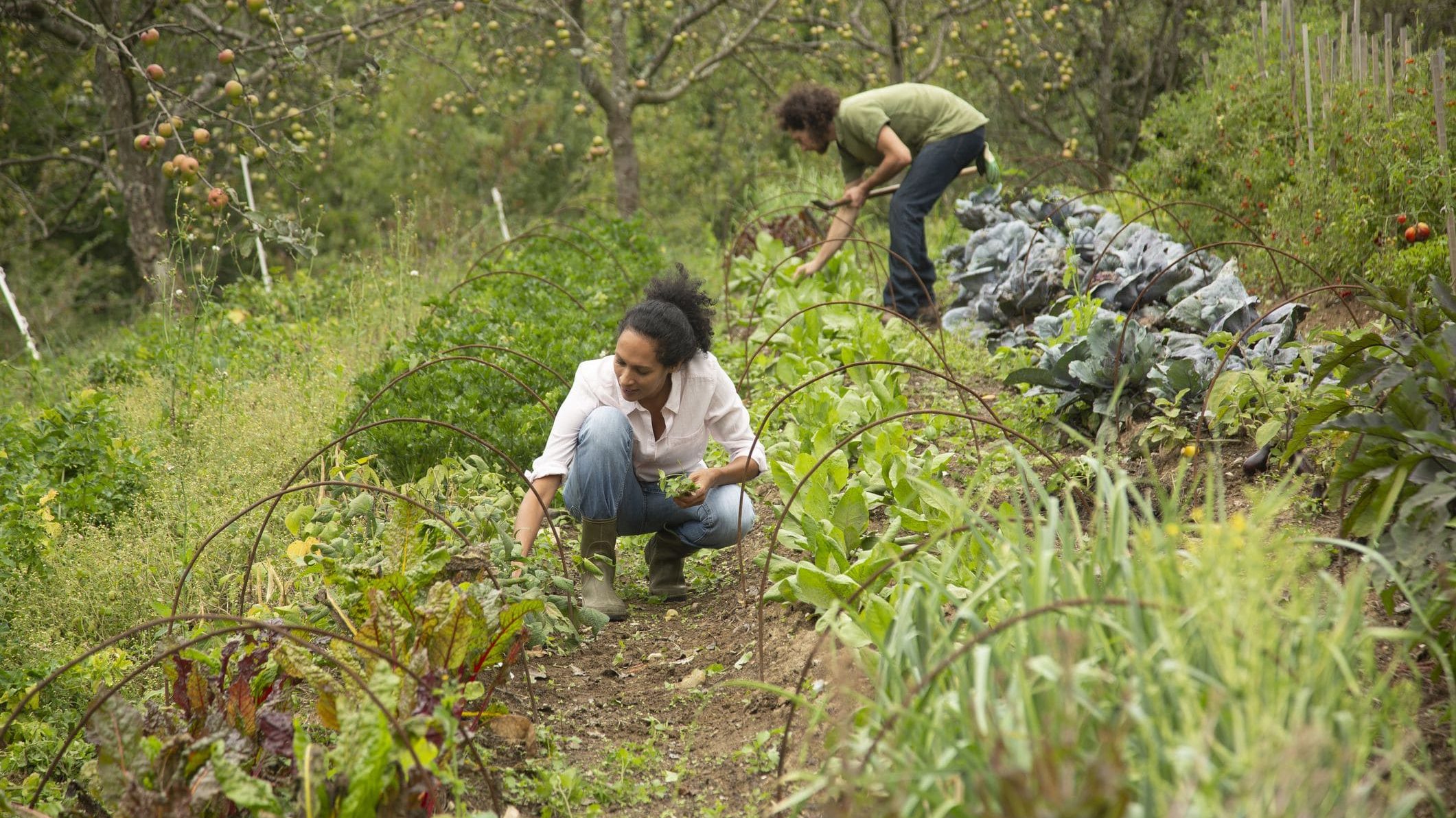 Create sustainable spaces with permaculture Land and Nature Stewardship