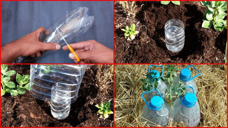 Cómo hacer un sistema de riego por goteo casero con botellas de